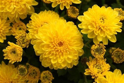 Pin On Crisântemo Chrysanthemum Spp