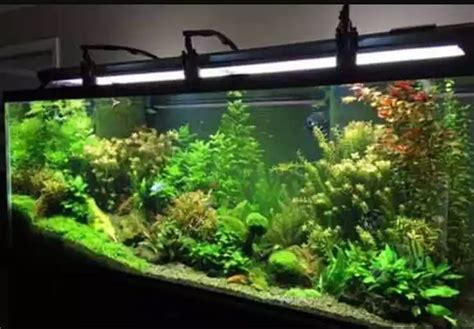 Cara Membuat Hiasan Aquarium Dari Styrofoam Mudah Namun Tetap Cantik Indonewsid