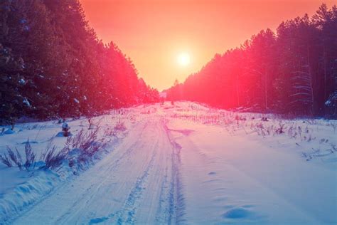 Road In Pine Winter Snowy Forest Stock Image Image Of Park Season