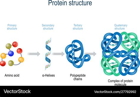 Types Of Amino Acids Protein Structure Vector Illustration