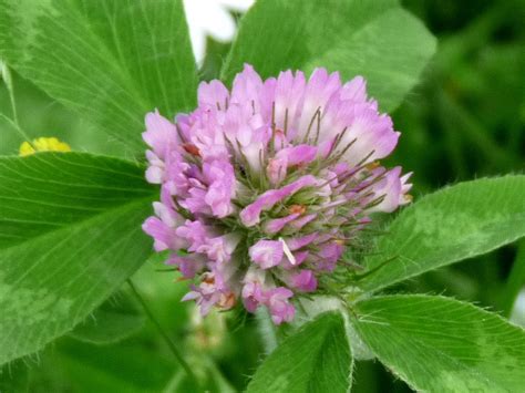 Red Clover An Edible Plant That Packs A Punch Mom Prepares Edible