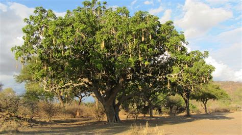 West African Plants A Photo Guide Kigelia Africana