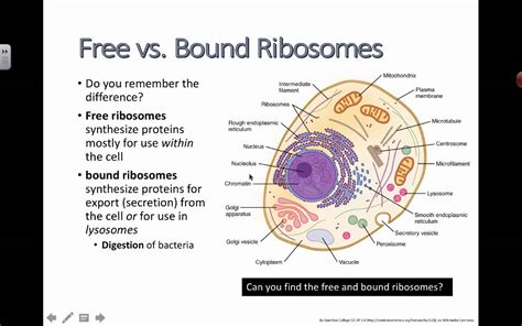 Check spelling or type a new query. Free vs. Bound Ribosomes (2016) IB Biology - YouTube