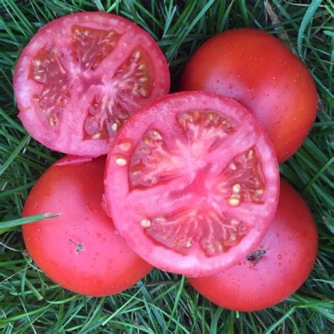 Organic Rutgers Original Tomato Seeds Northern Seeds
