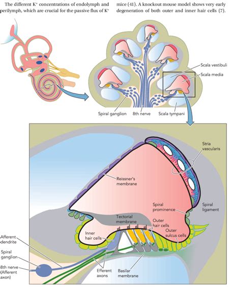 Diagram Of A Cross Section Of The Coiled Cochlea Download Scientific