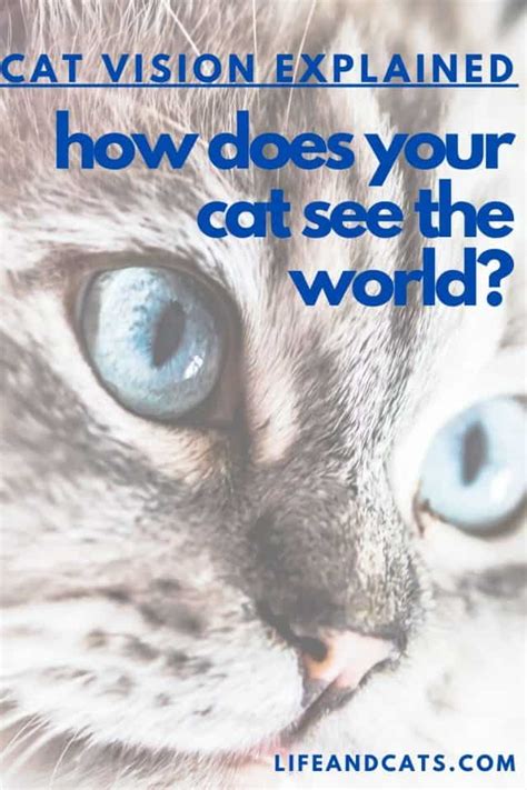 Through A Cats Eye How Cats See The World Life And Cats