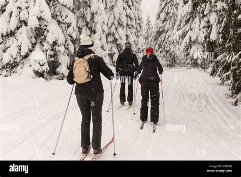 Three Cross Country Skiers In Frozen Blizzard Forest Road Trees