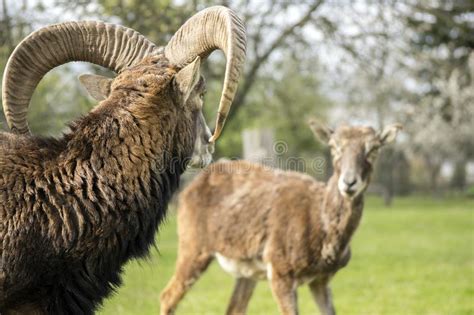 Europese Mouflondieren Achter De Omheining Die Paardebloemen Eten Stock