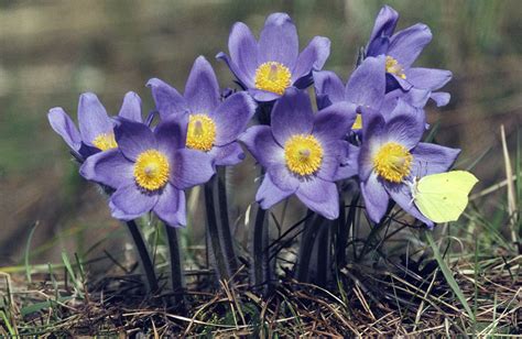 Pasque Flower Vinland Valley Nursery