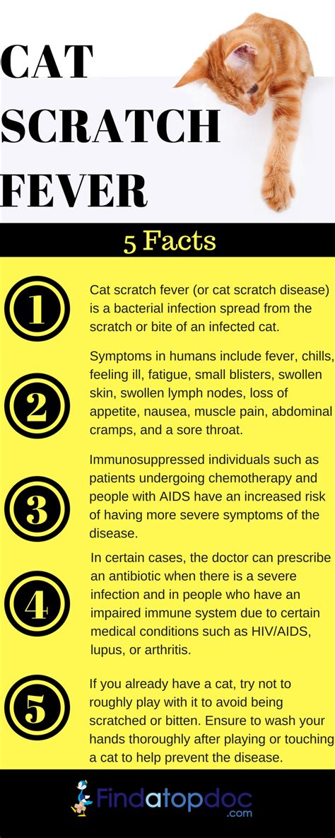 Cat Scratch Fever Symptoms Causes And Treatment