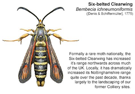 Nottinghamshire Clearwing Moths