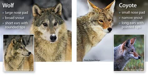 Picture Source Differences Between Gray Wolves The World Of Wolves