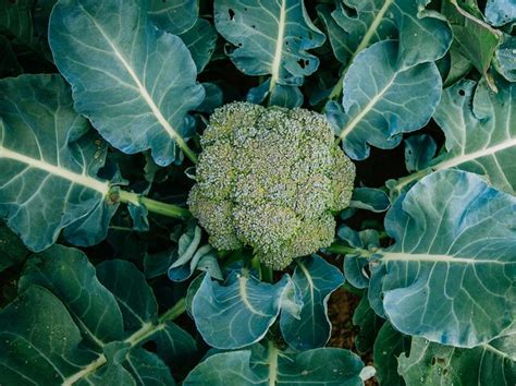 How To Grow Broccoli Growing Broccoli