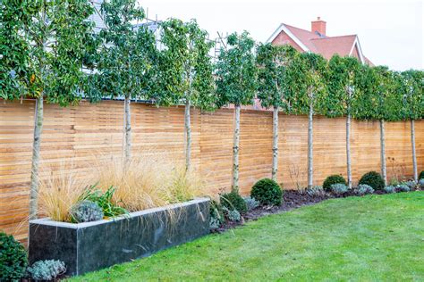 How To Use Hedges To Increase Garden Privacy 🌳
