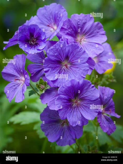 Geranium Pratense The Meadow Cranesbill Is A Species Of Hardy