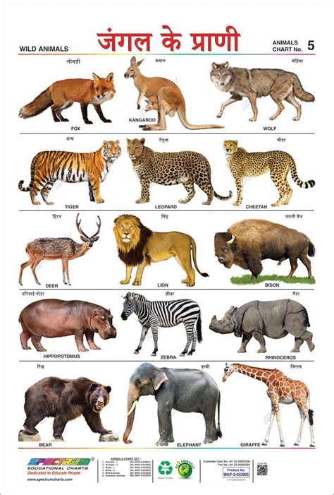 Wild Animals List In Hindi