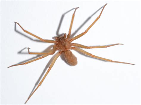Brown Recluse Spiders Control Information Bites And More