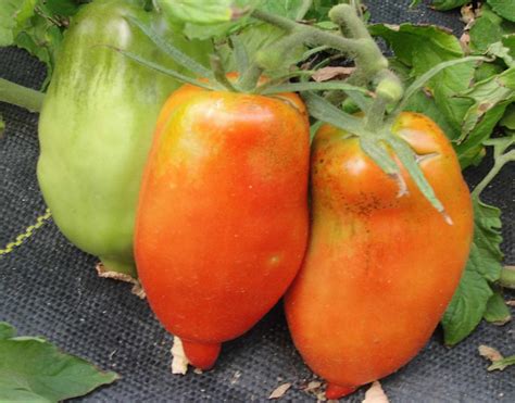 The 9 Best Tomatoes To Grow For Paste
