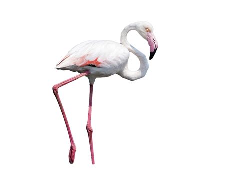 Foto Flamingo Png Nyata Png Mart