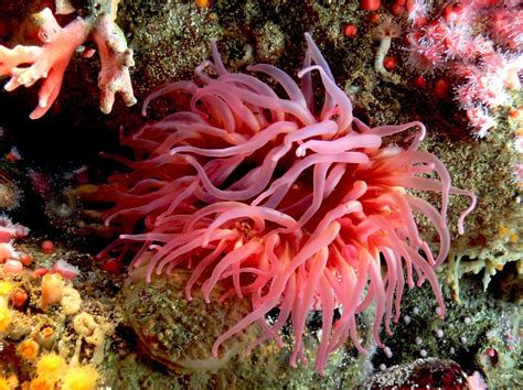 Sea Anemone More Food More Tentacles Science Connected Magazine