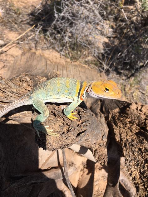 Check Out This Super Handsome Collared Lizard I Found In Western