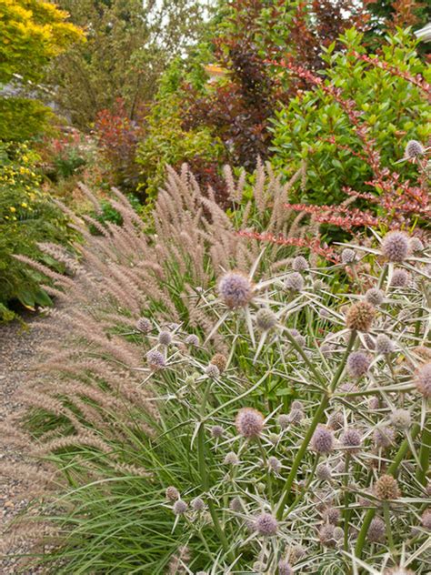 Great Plant Combinations Traditional Landscape Seattle By Le