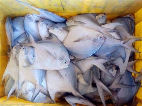 Supplier Of Fresh Fish From Guntur Andhra Pradesh By Asaquaframs