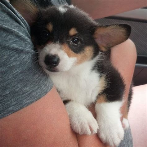 8 Week Old Baby Bruiser This Is A Cute Corgi Puppy Z Cute Animals