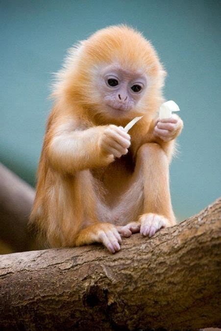 Baby Silver Langur Monkeys Are Born Orange In Color Then Turn To A