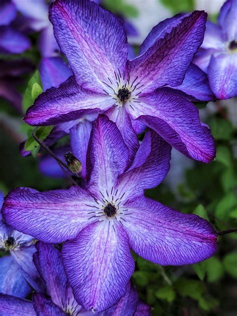 Flowers Clematis Purple Free Photo On Pixabay Pixabay