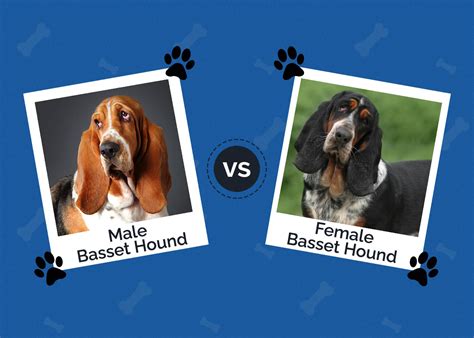 Why Do Some Basset Hounds Have Longer Ears Than Others
