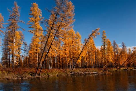 Golden Autumn On The Shores Of The Tributaries Of The Kolyma River