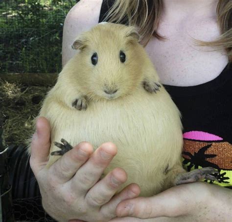 20 Adorable Facts About Various Pregnant Animals