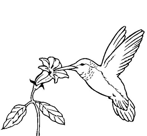 Hummingbird And Flower Coloring Page