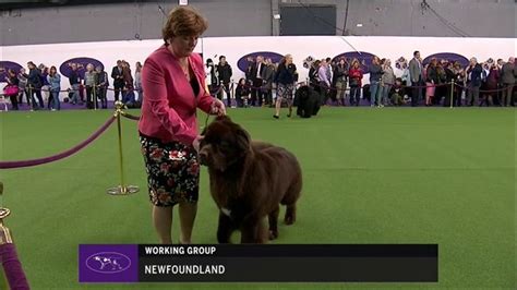 Newfoundlands Breed Judging Westminster Kennel Club Dog Show
