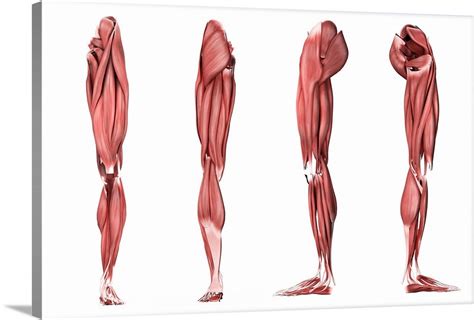 Study more about the muscles of the leg by following the diagrams below. Medical illustration of human leg muscles, four side views Wall Art, Canvas Prints, Framed ...