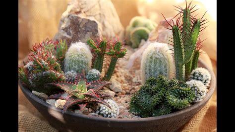 Cactus Desert Dish Garden