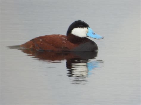 That Blue Bill Is Always One Of My Favorites The Ruddy Duck Lake