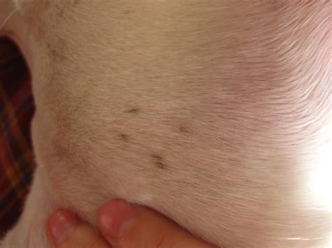 Tiny Dry Skin Patches Boxer Forum Boxer Breed Dog Forums