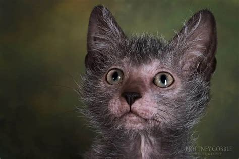 The 10 Most Unique Looking Cat Breeds The Catington Post