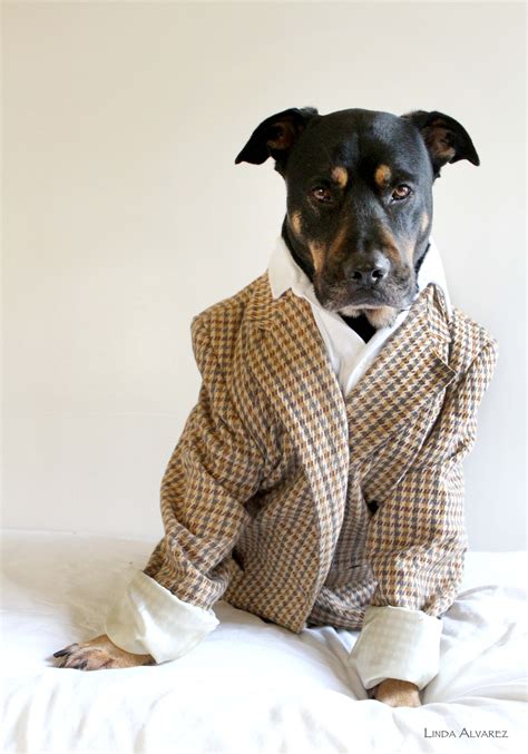 Pin On Dog Fashion