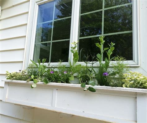 Windowbox2015 2 1 The Impatient Gardener