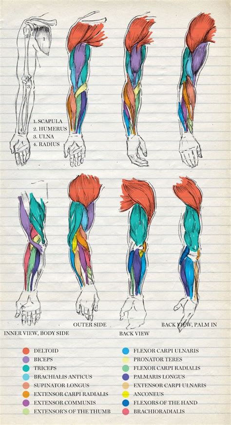 Músculos Miembro Superior E Inferior Xeelha Anatomía Anatomia