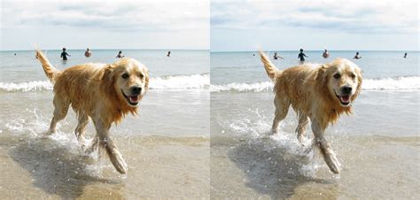 3d Pembrokeshire Dog View My Images In Parallel Cross Eye Flickr