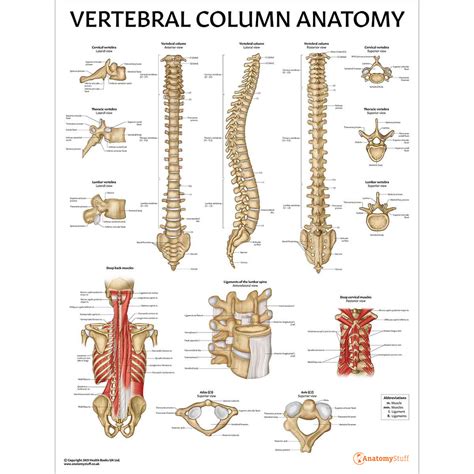 Vertebral Column Anatomy Chart Spine Poster Spinal Wallchart