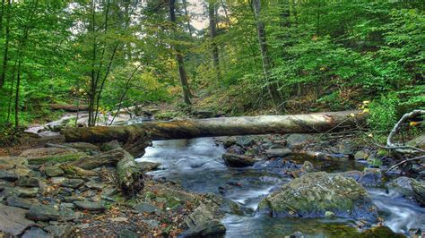 Nature Mountainous River Rock Stone Bridge From A Log Forest Wallpaper