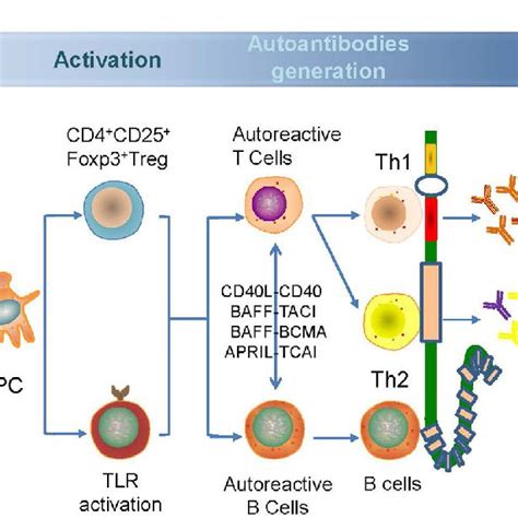 The Potential Pathogenesis Of The Anti Bp180 Autoantibodies Targeting
