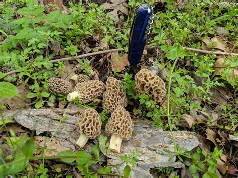 Its Morel Season Heres How To Find Edible Plants And Mushrooms In