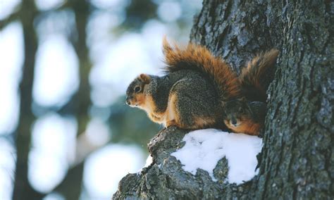 Wallpaper Animals Nature Snow Winter Squirrel Branch Wildlife