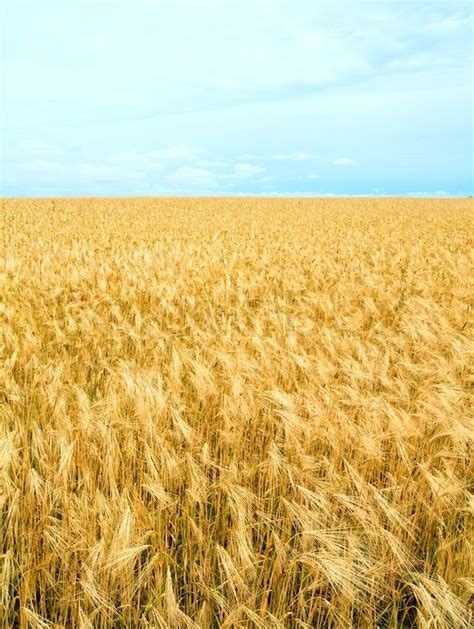 Beautiful Summer Wheat Field And Stock Image Colourbox